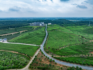 green tea plantation