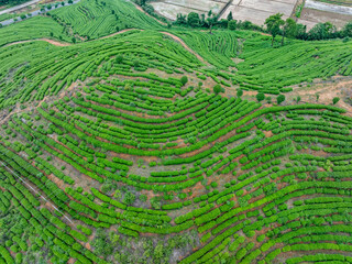 green tea plantation