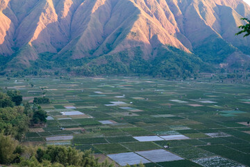 Golden sunrise bathes Pergasingan Hill, revealing lush rice paddies from Selong Hill viewpoint in Sembalun, Lombok—tranquil harmony of agriculture and mountain landscape.