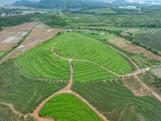green tea plantation