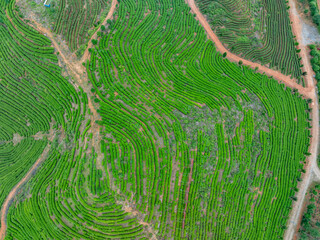 green tea plantation