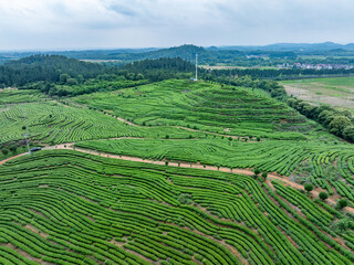 green tea plantation