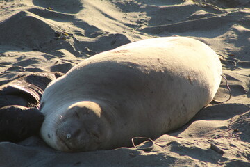 elephant seals laying on beach at Elephant seal vista point California