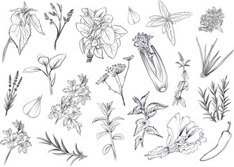 Big set of culinary herbs and spices vector
