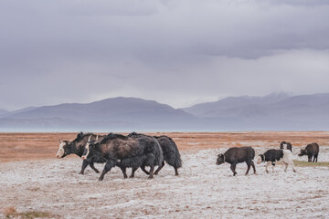 A herd of yaks walks along the grassy valleys of the Pamir highlands against the backdrop of...