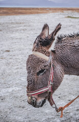 A donkey in the Pamir highlands in the Tien Shan mountains, a loaded donkey in the cold high mountains