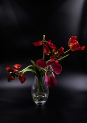fading red tulips in a transparent vase on a dark background