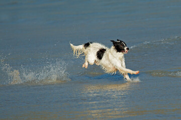 An excited and happy dog running and playing on the beach