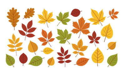 A varied set of 24 autumn leaves in warm fall colors, scattered on white. Ideal for seasonal designs, promotions, crafts, and educational graphics, conveying autumn's beauty.