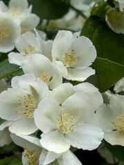 A bouquet of white jasmine flowers with yellow centers.