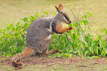A yellow-footed rock-wallaby (Petrogale xanthopus) feeding in natural habitat, South Australia