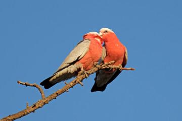 A pair of galah cockatoos (Cacatua roseicapilla) perched on a branch, South Australia