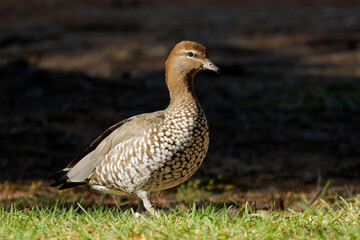 A female Australian wood duck (Chenonetta jubata) in natural habitat, South Australia