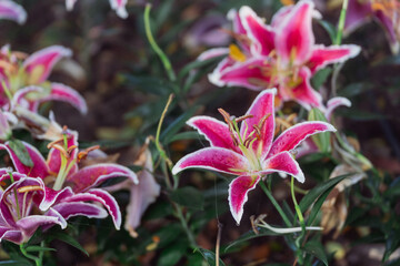 Vibrant pink lilies with delicate petals showcasing a beautiful floral arrangement in a natural...