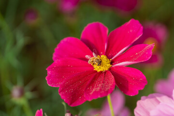 Vibrant Close-Up of a Pink Flower with a Bee Collecting Pollen Against a Colorful Floral Background in a Garden Setting