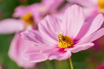 Close-Up of a Bee Pollinating a Pink Flower with Soft Petals on a Sunny Day in a Beautiful Garden Setting