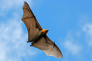 A grey-headed flying fox (Pteropus poliocephalus) in flight with open wings, South Australia