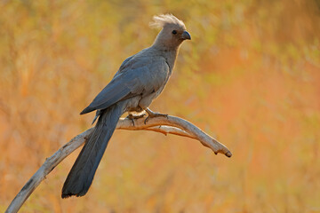 A grey go-away-bird (Crinifer concolor) perched on a branch, Pilanesberg National Park, South Africa