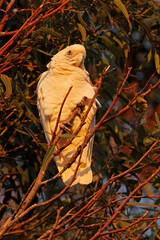 A little corella (Cacatua sanguinea) perched in a tree in early morning light, South Australia