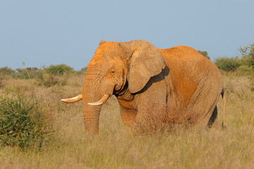 A large African bull elephant (Loxodonta africana) walking in natural habitat, South Africa