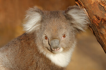 Portrait of a cute koala (Phascolarctos cinereus) sitting in a tree, South Australia