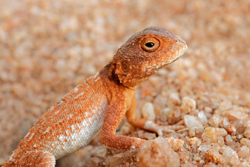 Portrait of a tropical spiny agama (Agama armata) sitting on sand, South Africa