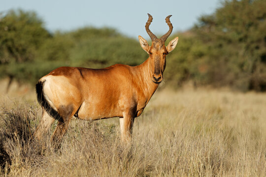A red hartebeest (Alcelaphus buselaphus) standing in natural habitat, Mokala National Park, South Africa