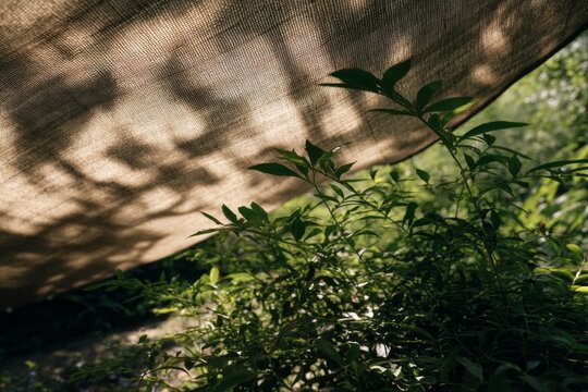 Sun-dappled fabric shade over green foliage in a natural outdoor setting. Shade cloth over delicate plants in garden during midday sun, healthy greenery