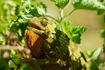 Close-Up of Camouflaged Chameleon in Wild Greenery