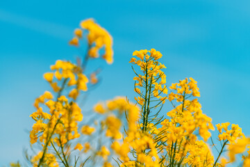 Canola crops in bloom, low angle view of yellow flower heads of rapeseed plants in field
