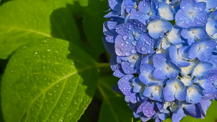 雨上がりの紫陽花