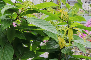 黄色い変わった花を咲かせるイランイランノキ