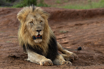 male lion in the wild
