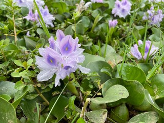 Delicate Purple Aquatic Blooms

