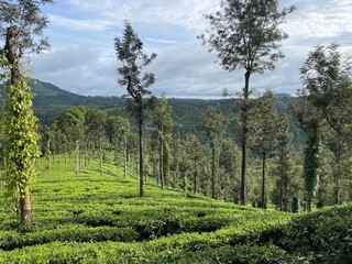 Lush Tea Plantation Landscape
