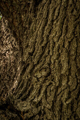 Corteza de árbol