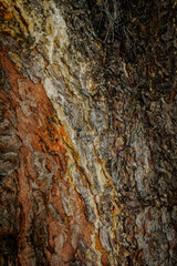 Corteza de árbol 