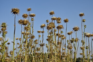 dried milk thistles