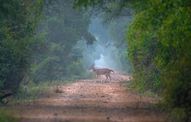 A spotted deer crossing a forest path early morning. Close up, selective focus.