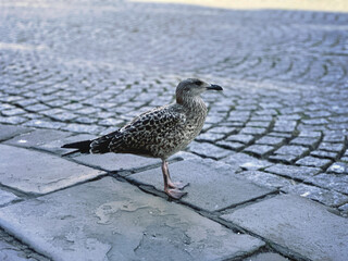 seagull on the street