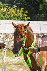 Obraz premium East sumba, Indonesia – 06. 19. 2025 – Trained by skilled handlers, the majestic Sumba horses display impressive health and sturdy physiques