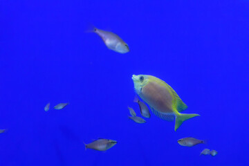Blue-spotted spinefoot (Siganus corallinus) under water
