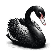 black swan on white background