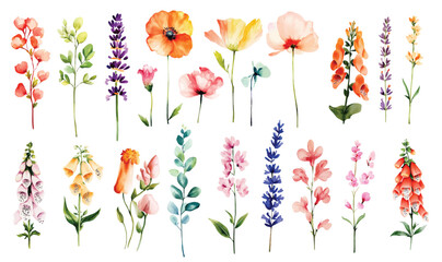 Obraz premium Wild Field flowers Watercolor illustration Botanical collection of garden plants. Set different wild flowers, branches, herbs and leaves for bouquets and other natural elements for cards