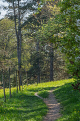 Fototapeta premium Sentier printanier en lisière de forêt