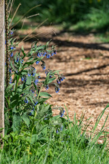 Jolie fleur sauvage au bord du chemin