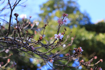 Plum blossoms bloom from late winter to early spring. Plum trees are a symbol of resilience and renewal and are often featured in traditional art and poetry.
