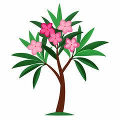  a beautiful oleander plant with lush green leaves isolated on white background