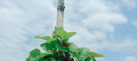 green leaves on a blue sky