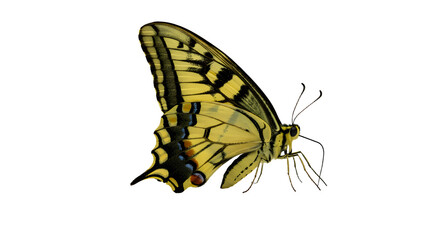 Fototapeta premium A vibrant yellow butterfly perched delicately on a flower, showcasing intricate wing patterns against a blurred garden backdrop
